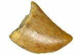 Serrated, Juvenile Carcharodontosaurus Tooth - Morocco #361044-1